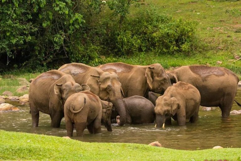 elephant